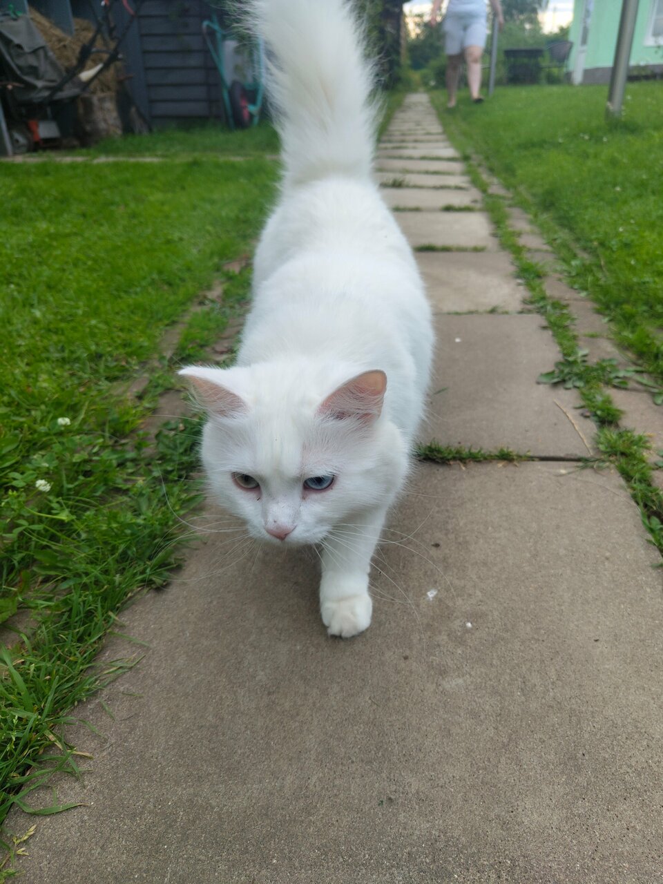 Гостевой дом Кот и кошка Валдай-68