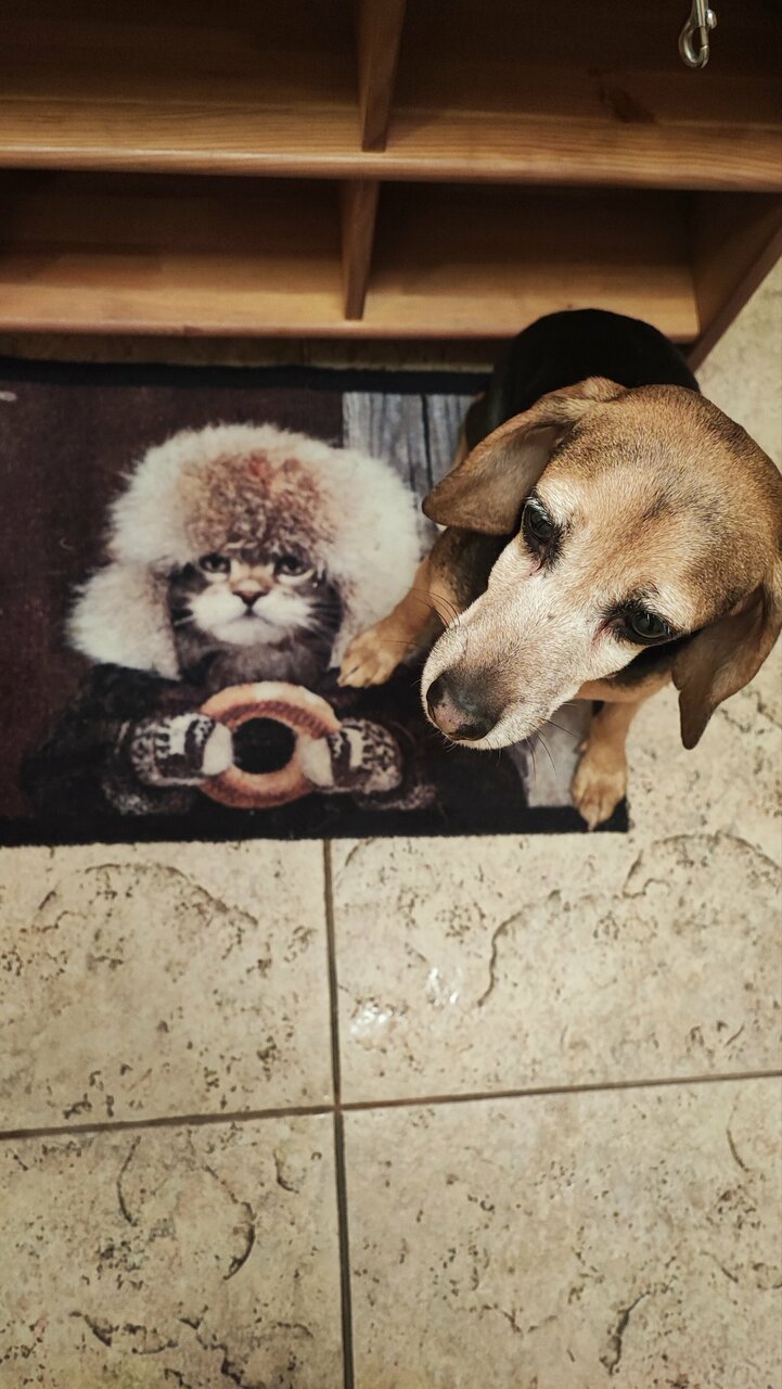 Гостевой дом Кот и кошка Валдай-119