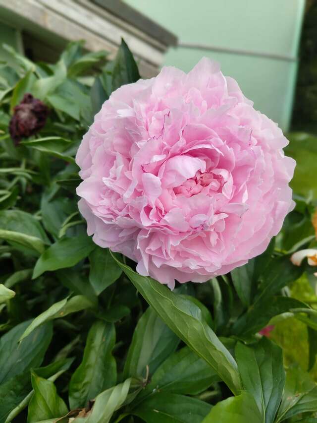 Гостевой дом Кот и кошка Валдай-88