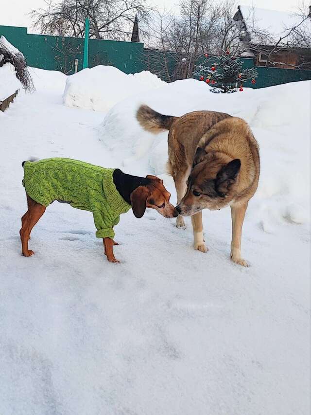 Гостевой дом Кот и кошка Валдай-75