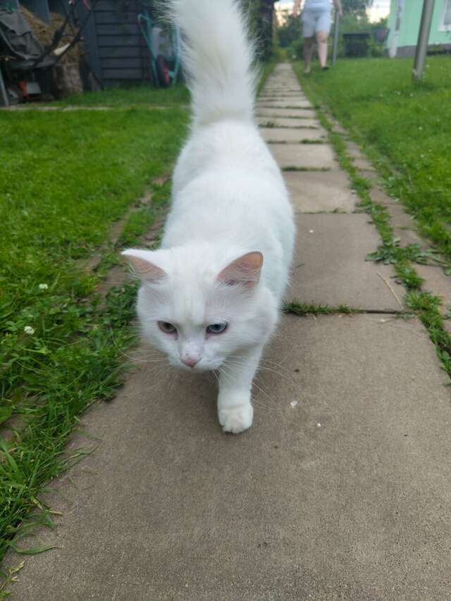 Гостевой дом Кот и кошка Валдай-67